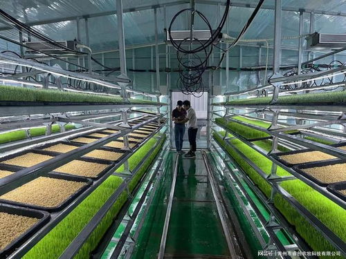 水培牧草 開啟高效、營養、健康的畜牧業優質飼料新時代