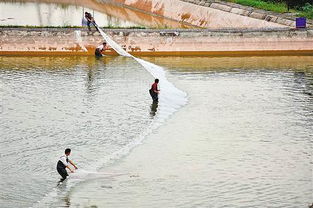 南岸區大力發展生態漁業，助推畜牧漁業飼料銷售新增長