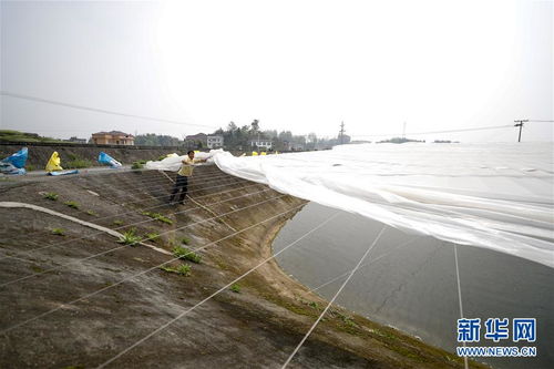 疏通產業鏈堵點，保障“菜籃子”供應——重慶養殖大區力促養殖業補損復產與飼料銷售暢通